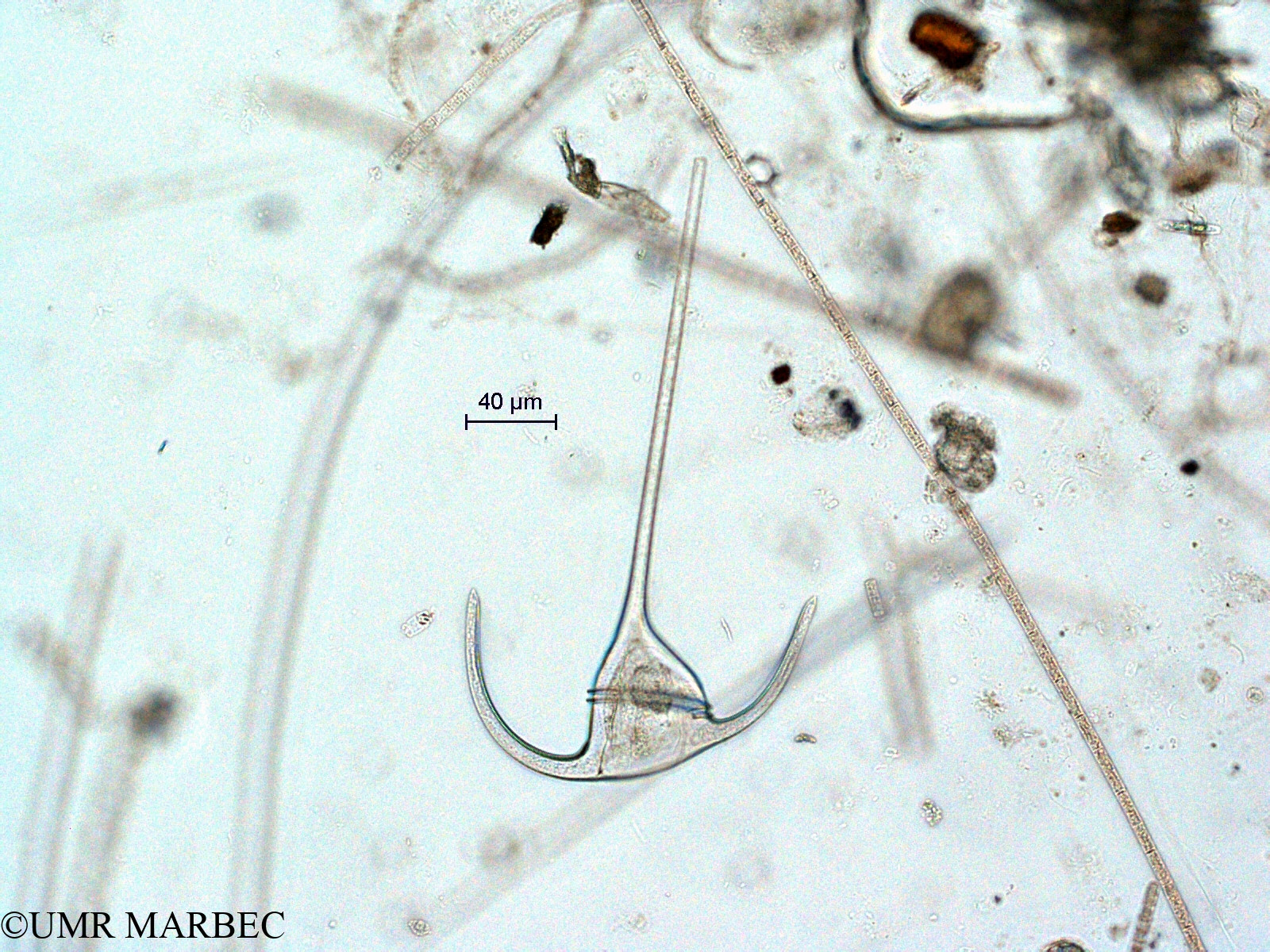 phyto/Scattered_Islands/all/COMMA April 2011/Tripos declinatus (ancien Neoceratium declinatum -N. sp8 -1)(copy).jpg